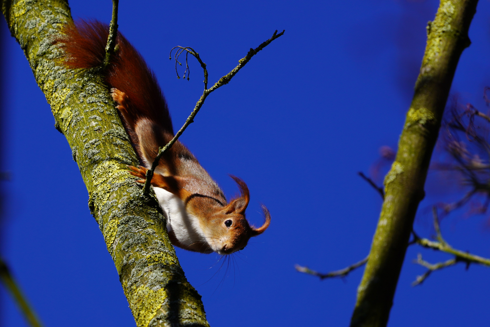 Eichhörnchen