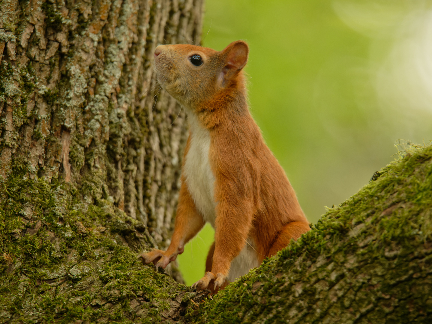 Eichhörnchen