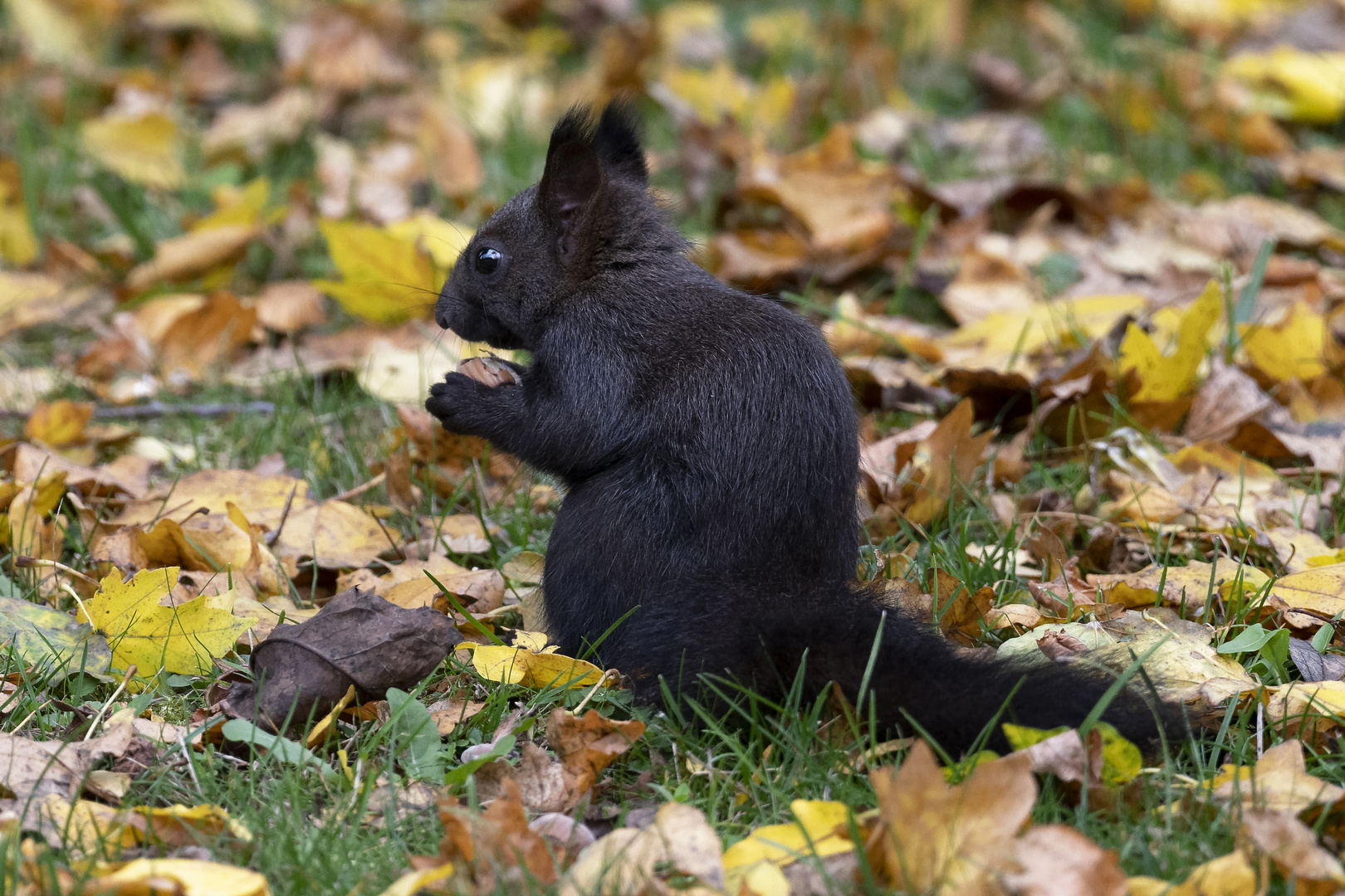 Eichhörnchen