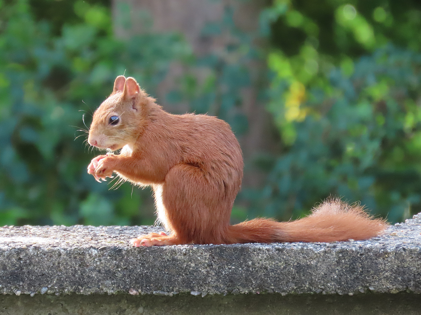 Eichhörnchen (23.07.2022)