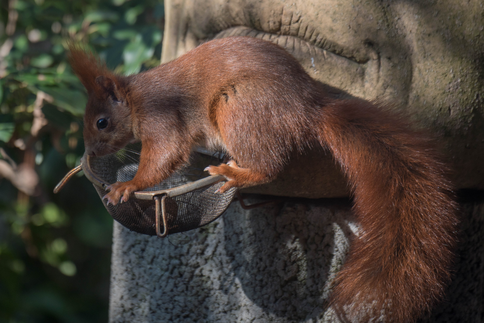 Eichhörnchen 23.2