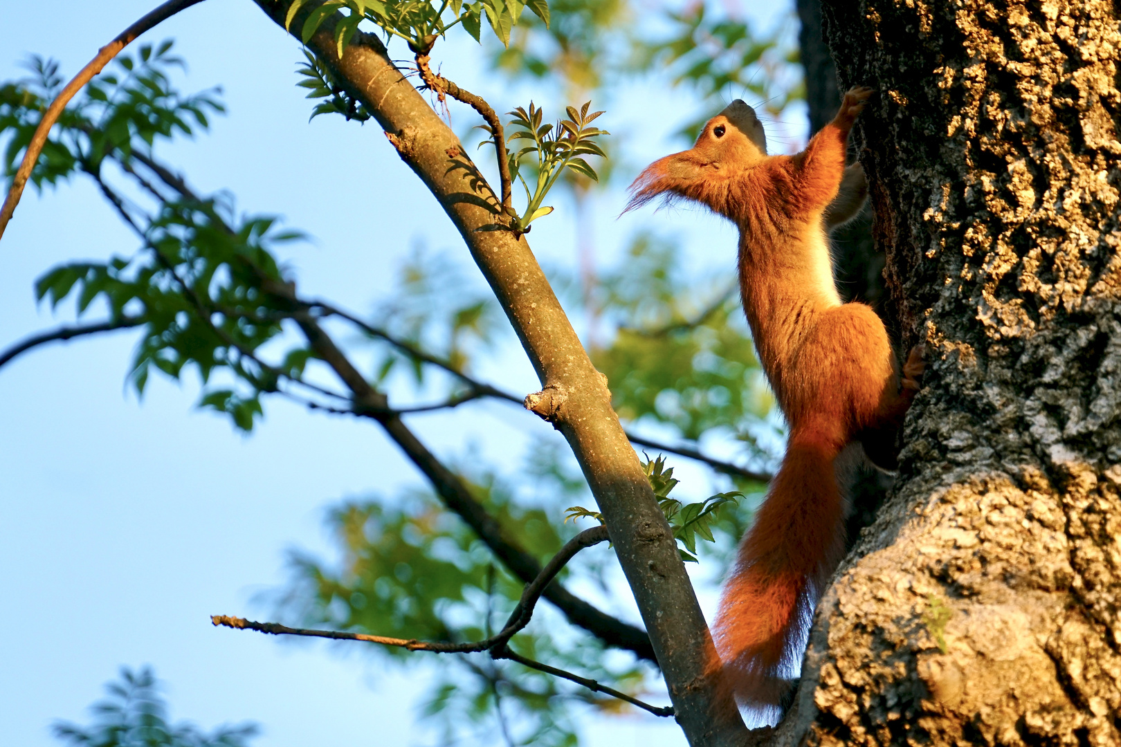 Eichhörnchen