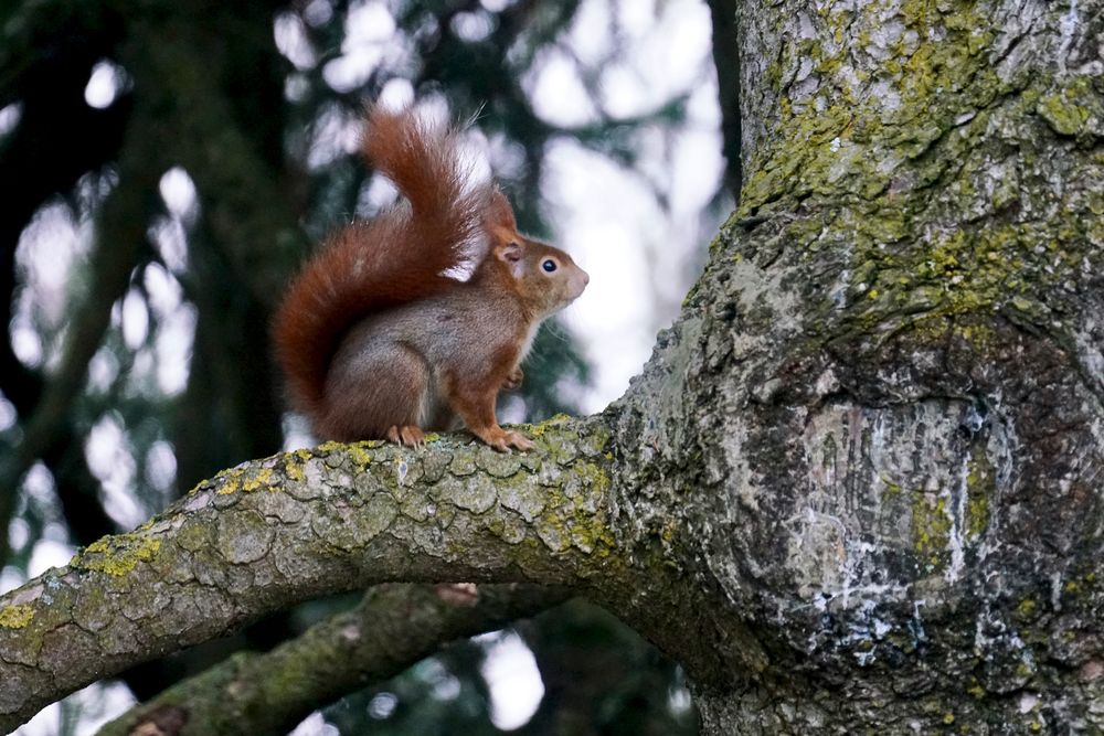 Eichhörnchen