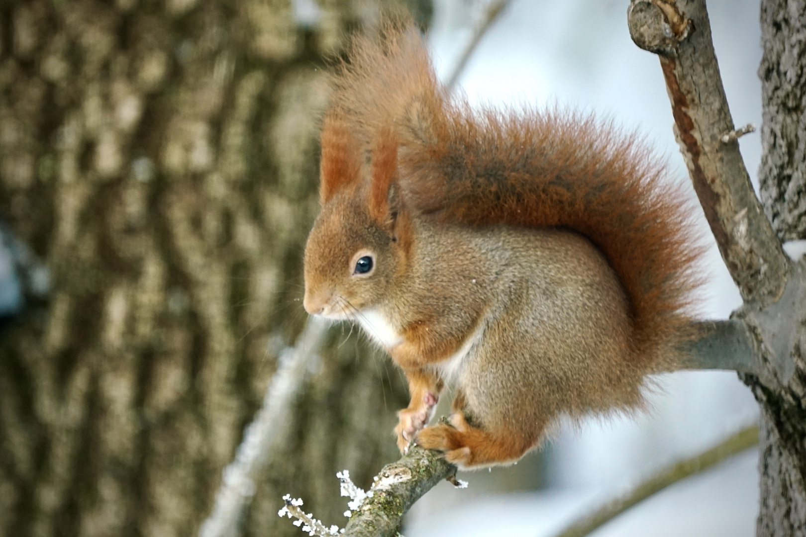 Eichhörnchen