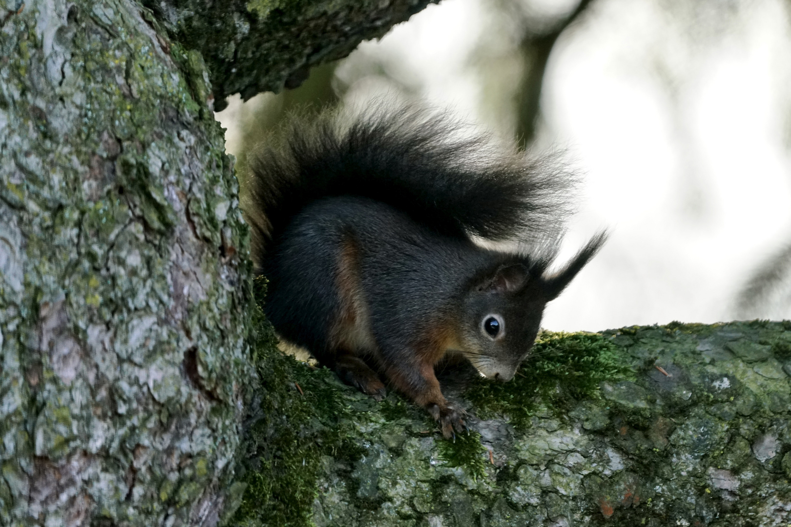 Eichhörnchen