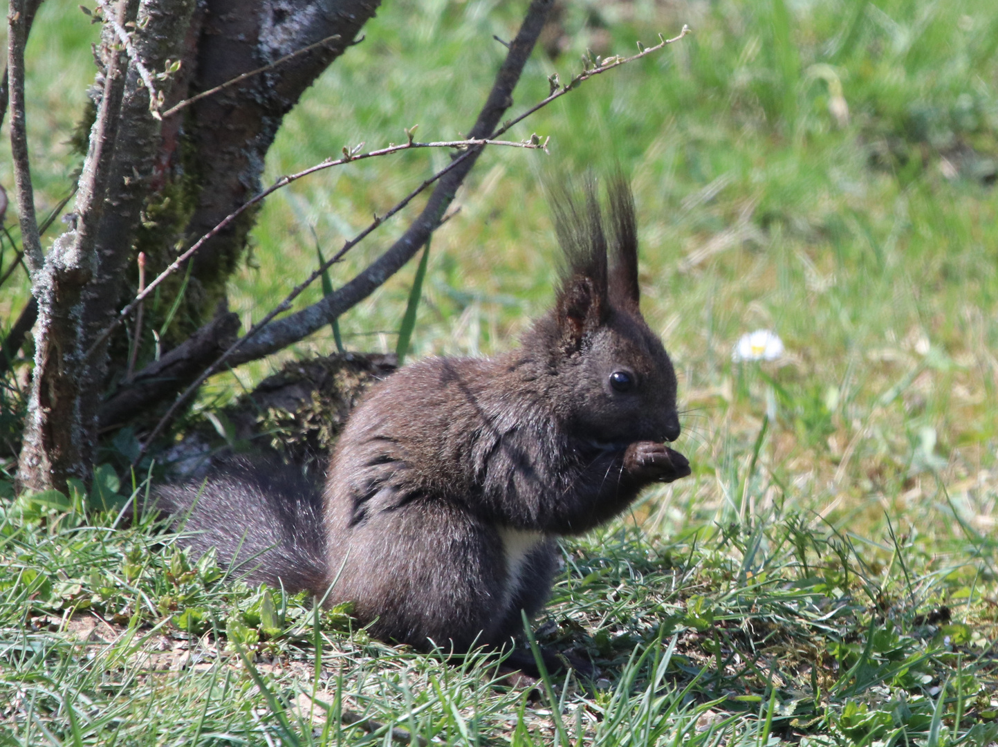 Eichhörnchen