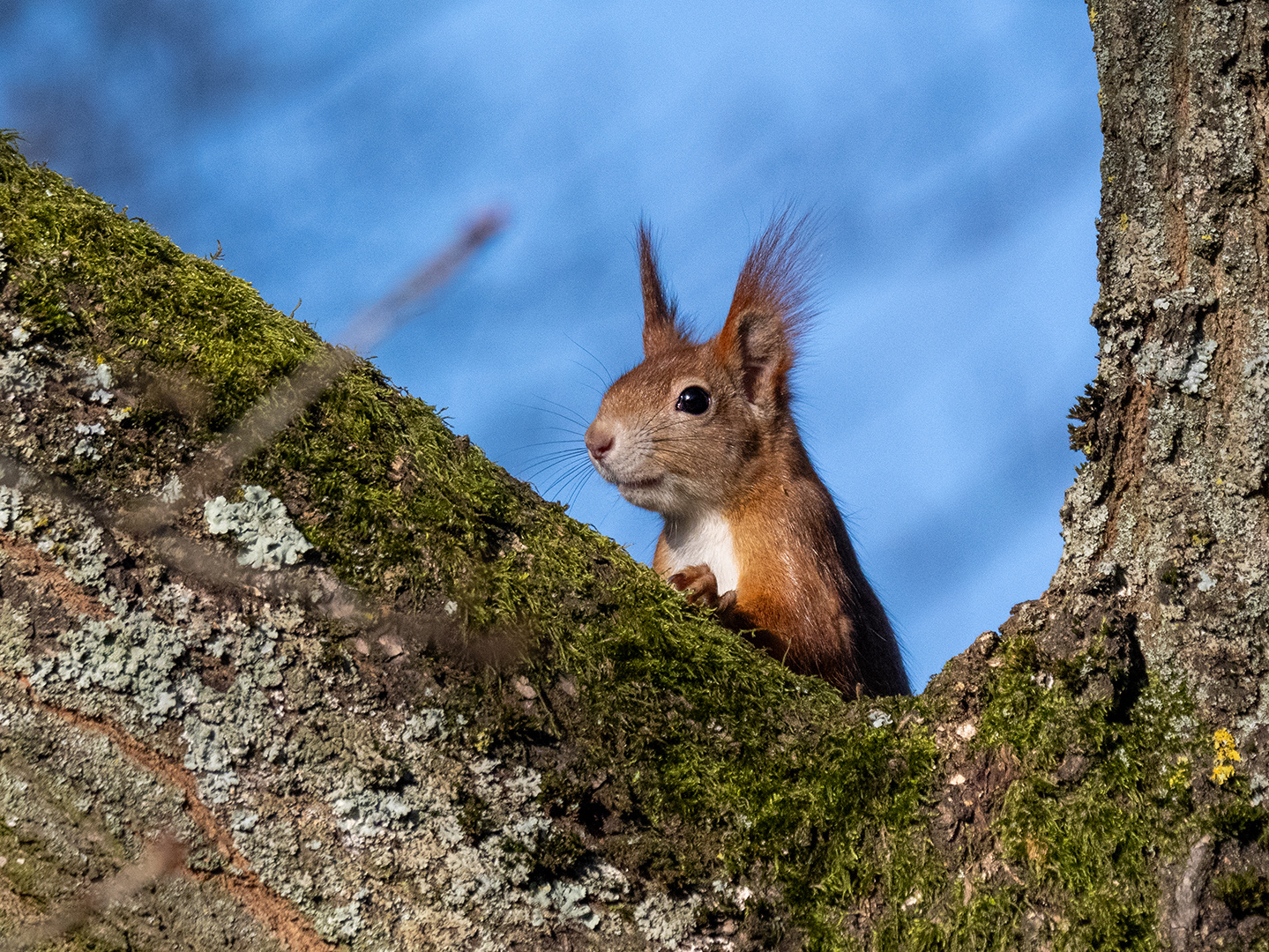 Eichhörnchen