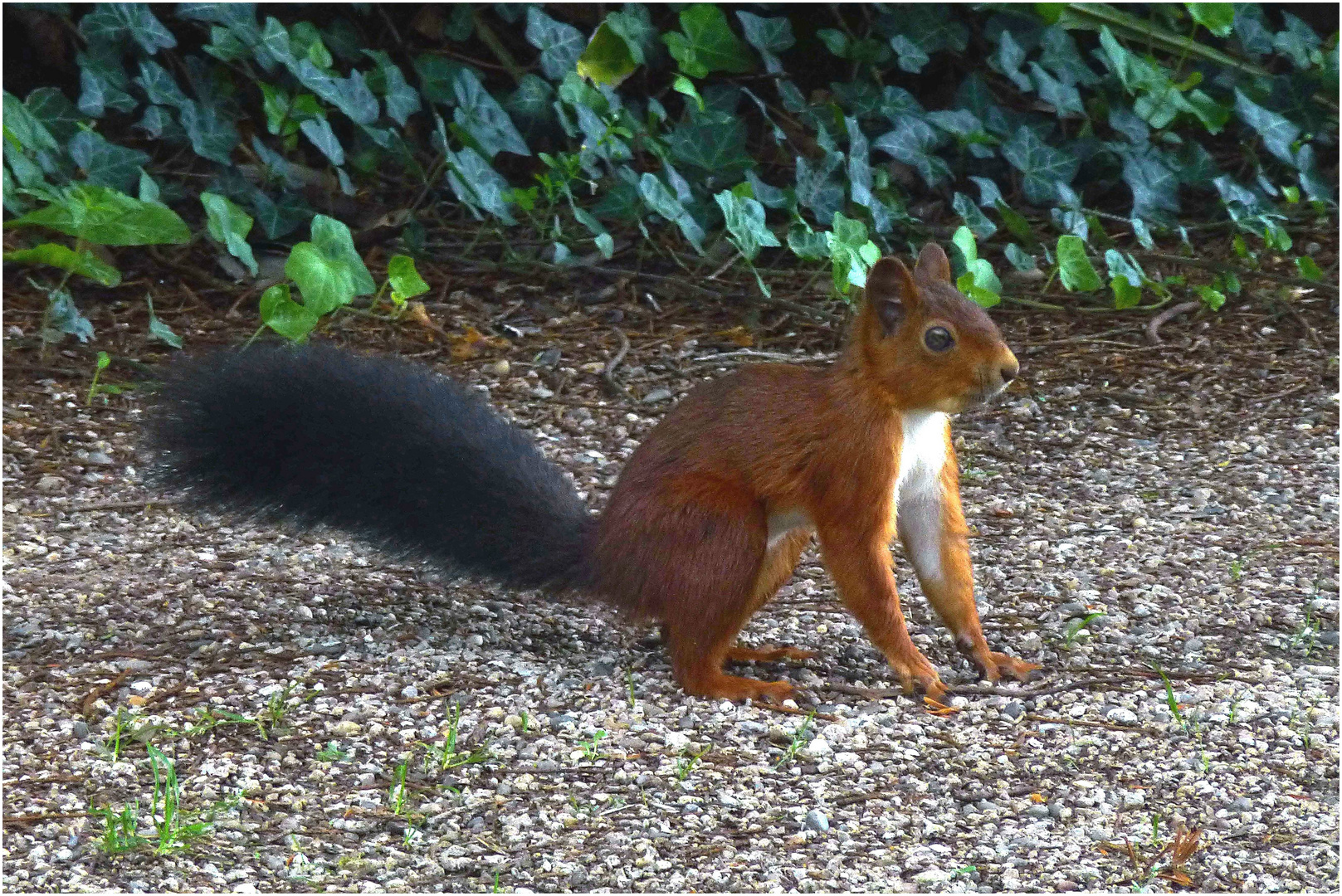 Eichhörnchen