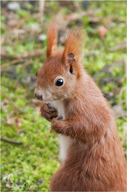 Eichhörnchen