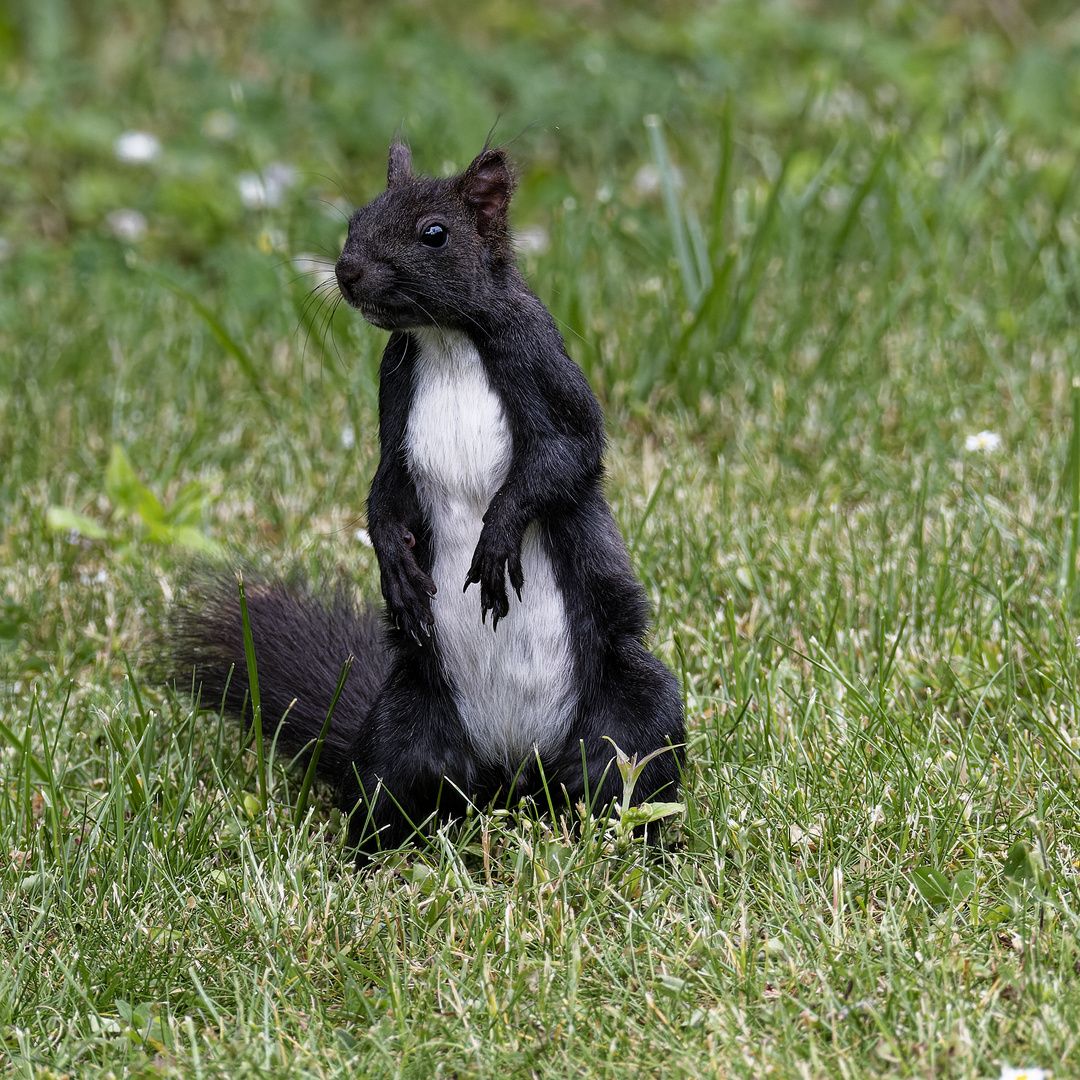 Eichhörnchen