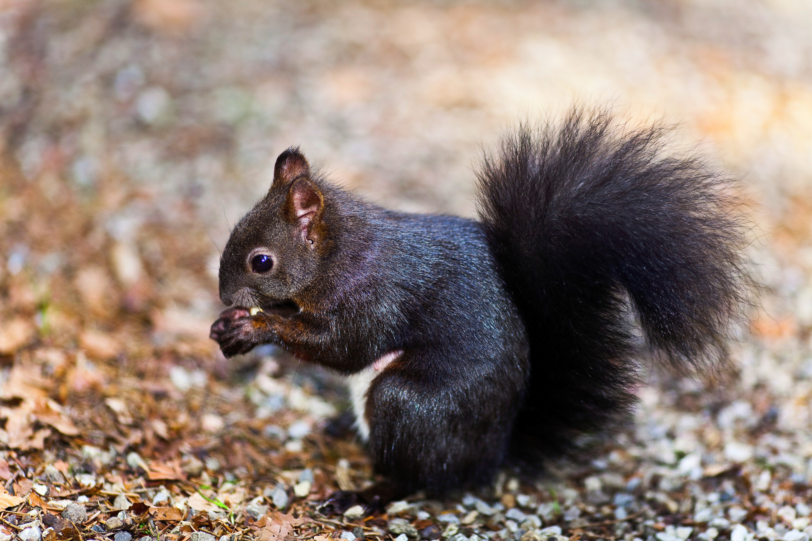 Eichhörnchen