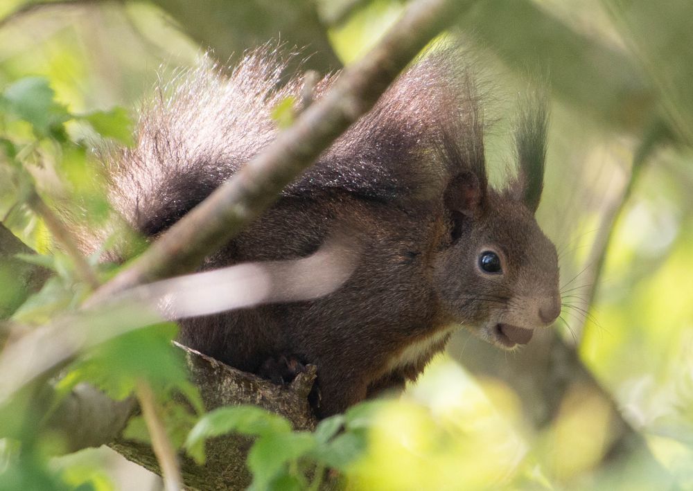 Eichhörnchen