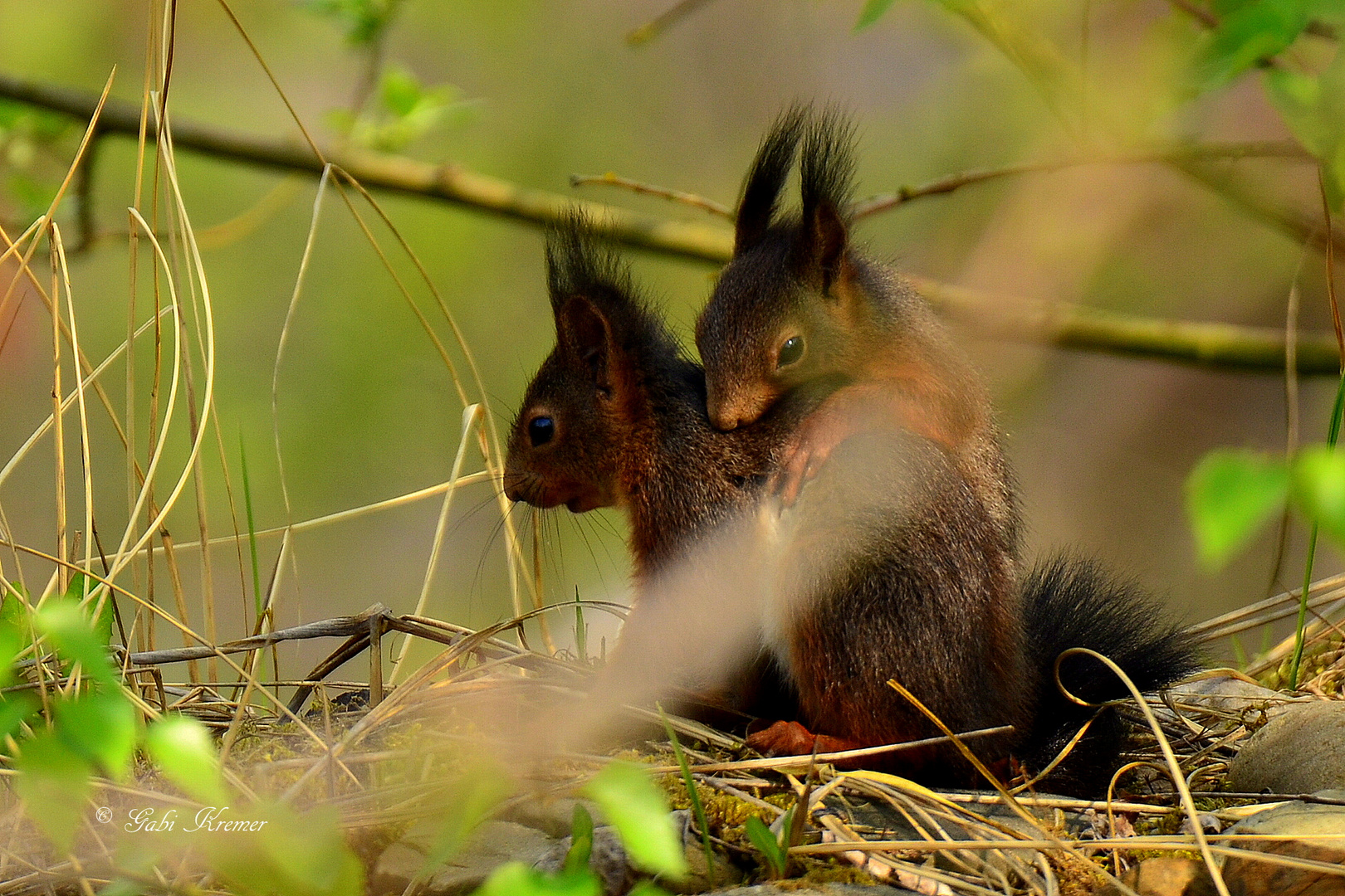 Eichhörnchen