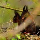 Eichhörnchen