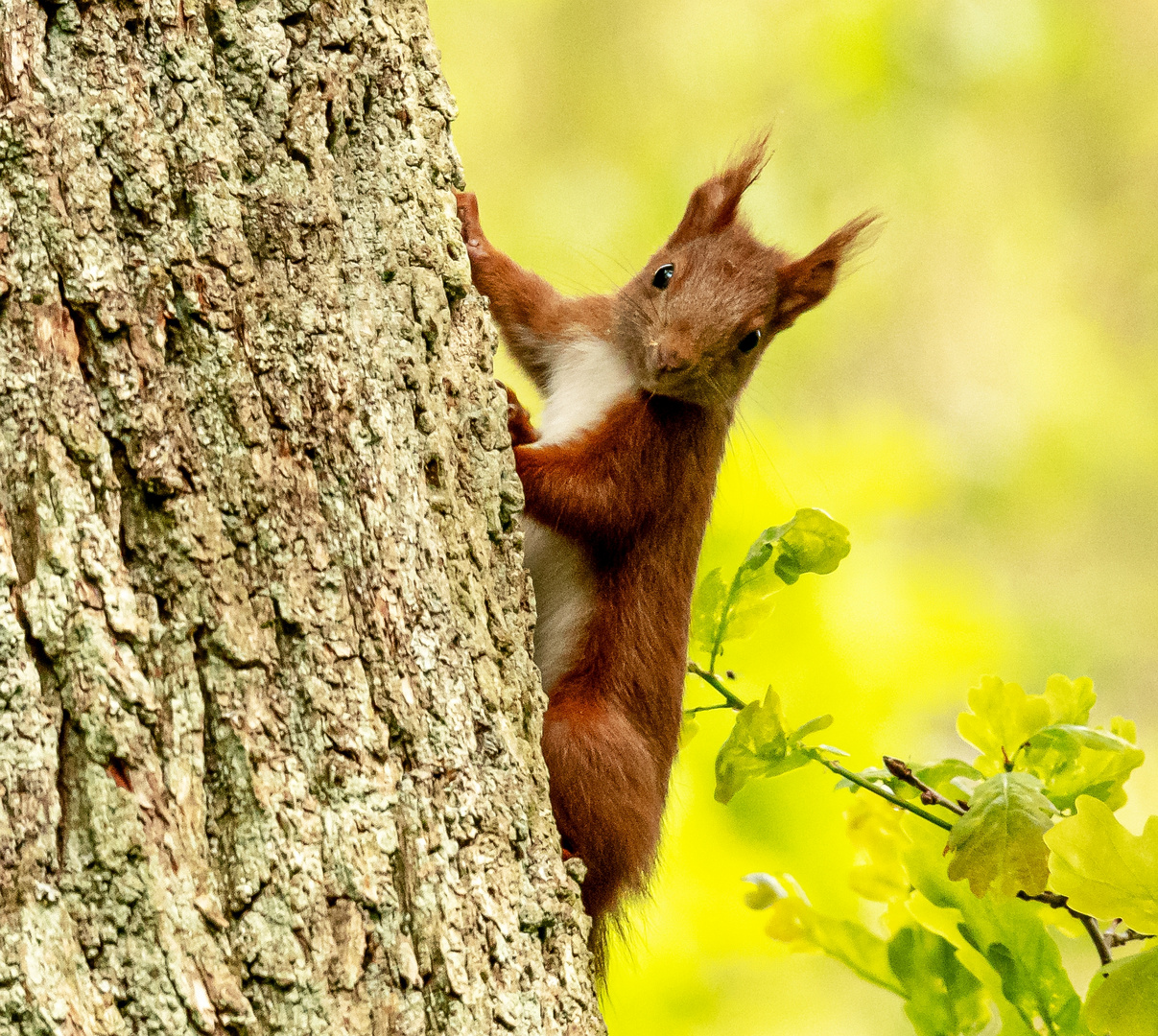 Eichhörnchen