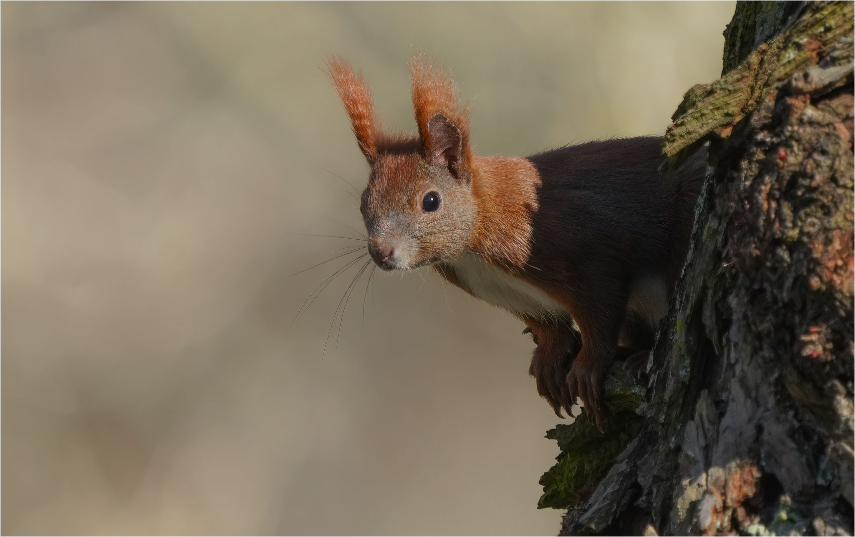 Eichhörnchen