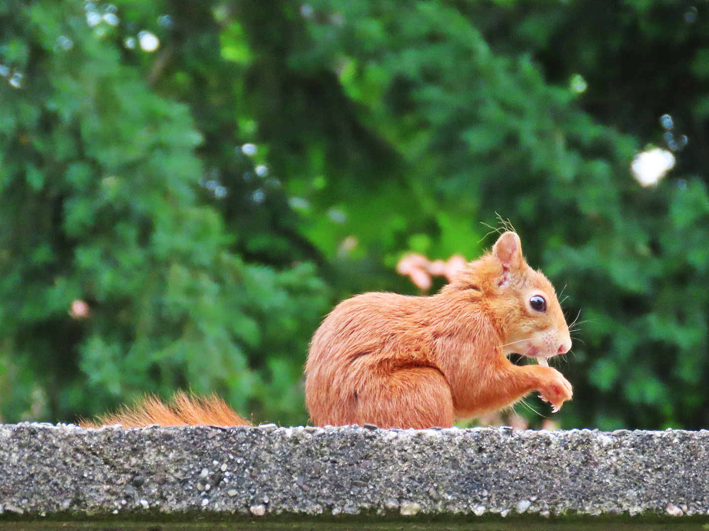 Eichhörnchen (26.06.2022) - 3