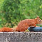 Eichhörnchen (26.06.2022) - 4