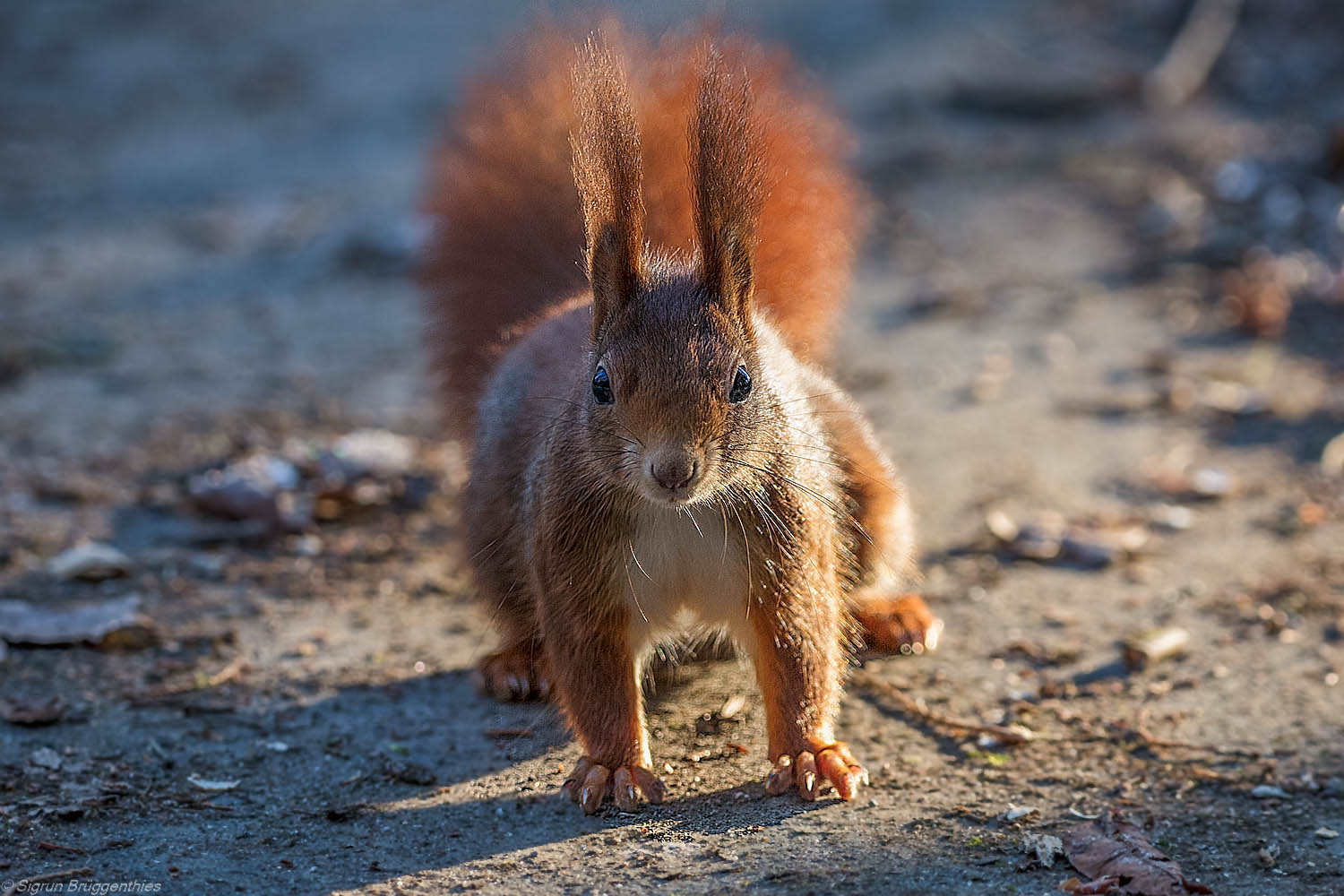 Eichhörnchen