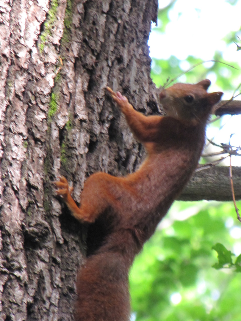 Eichhörnchen