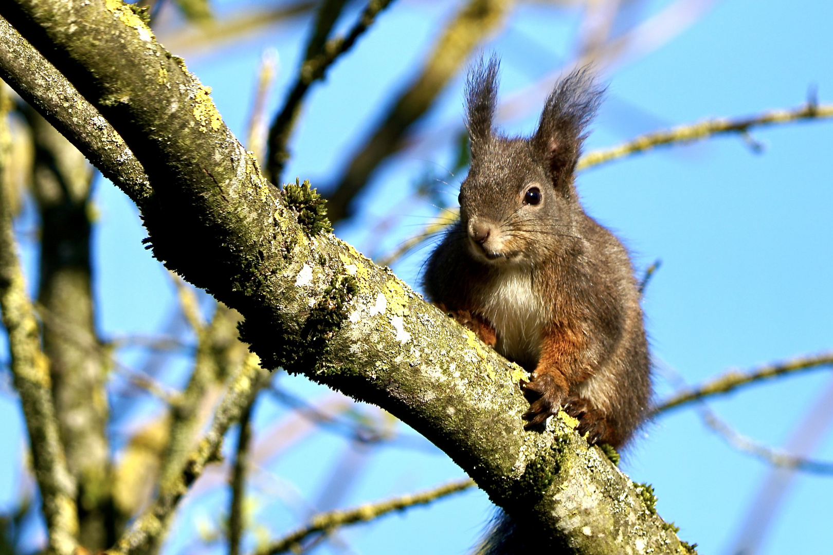 Eichhörnchen