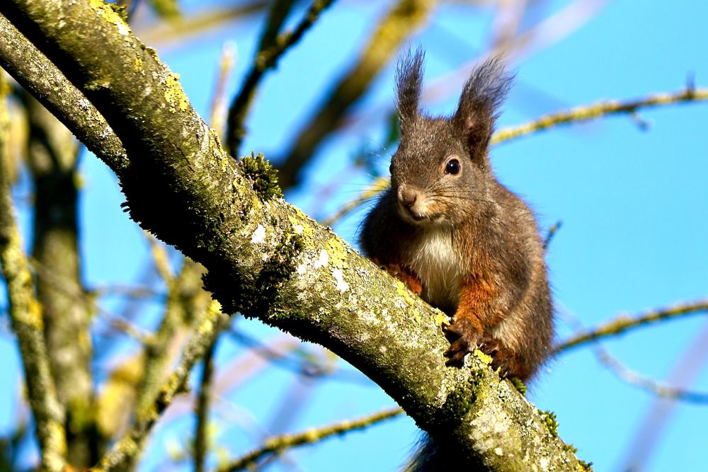 Eichhörnchen