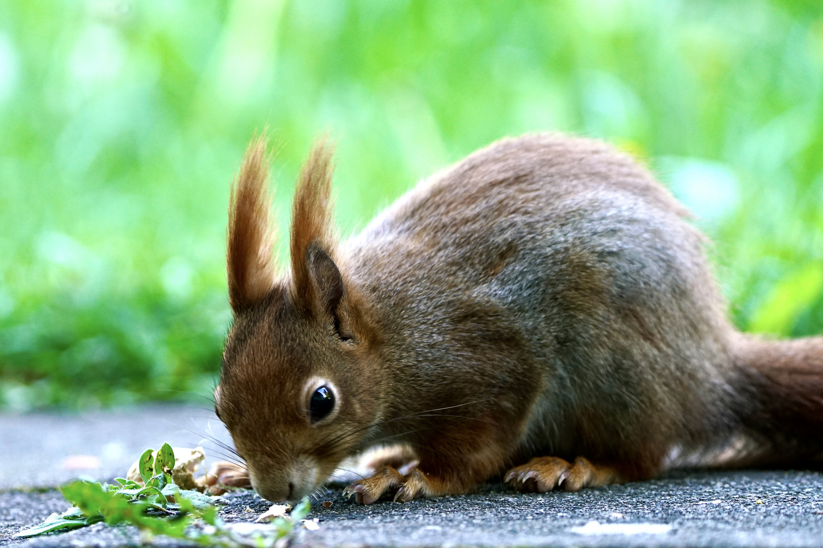 Eichhörnchen