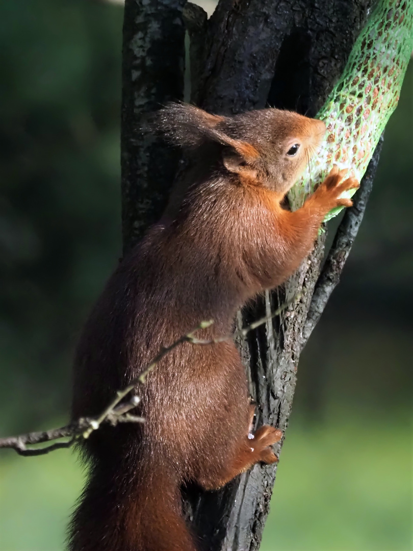 Eichhörnchen