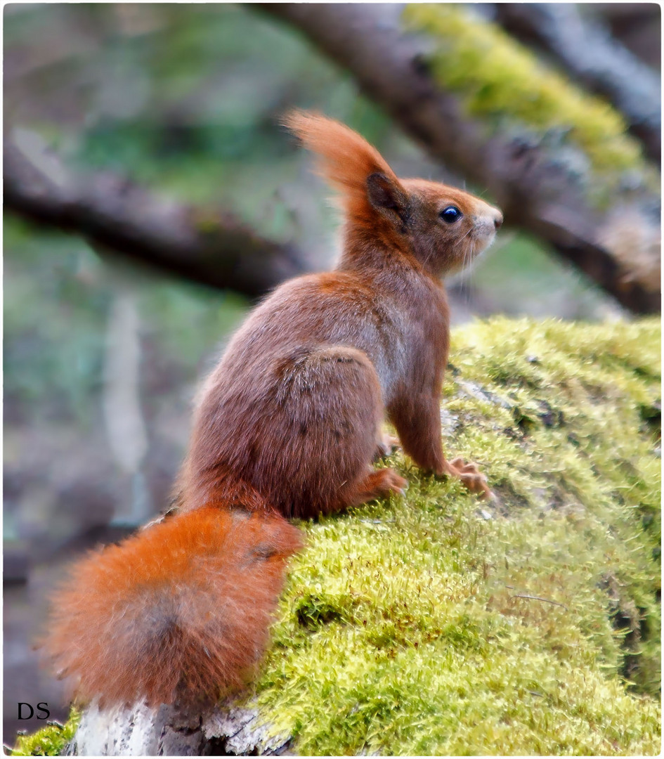 Eichhörnchen