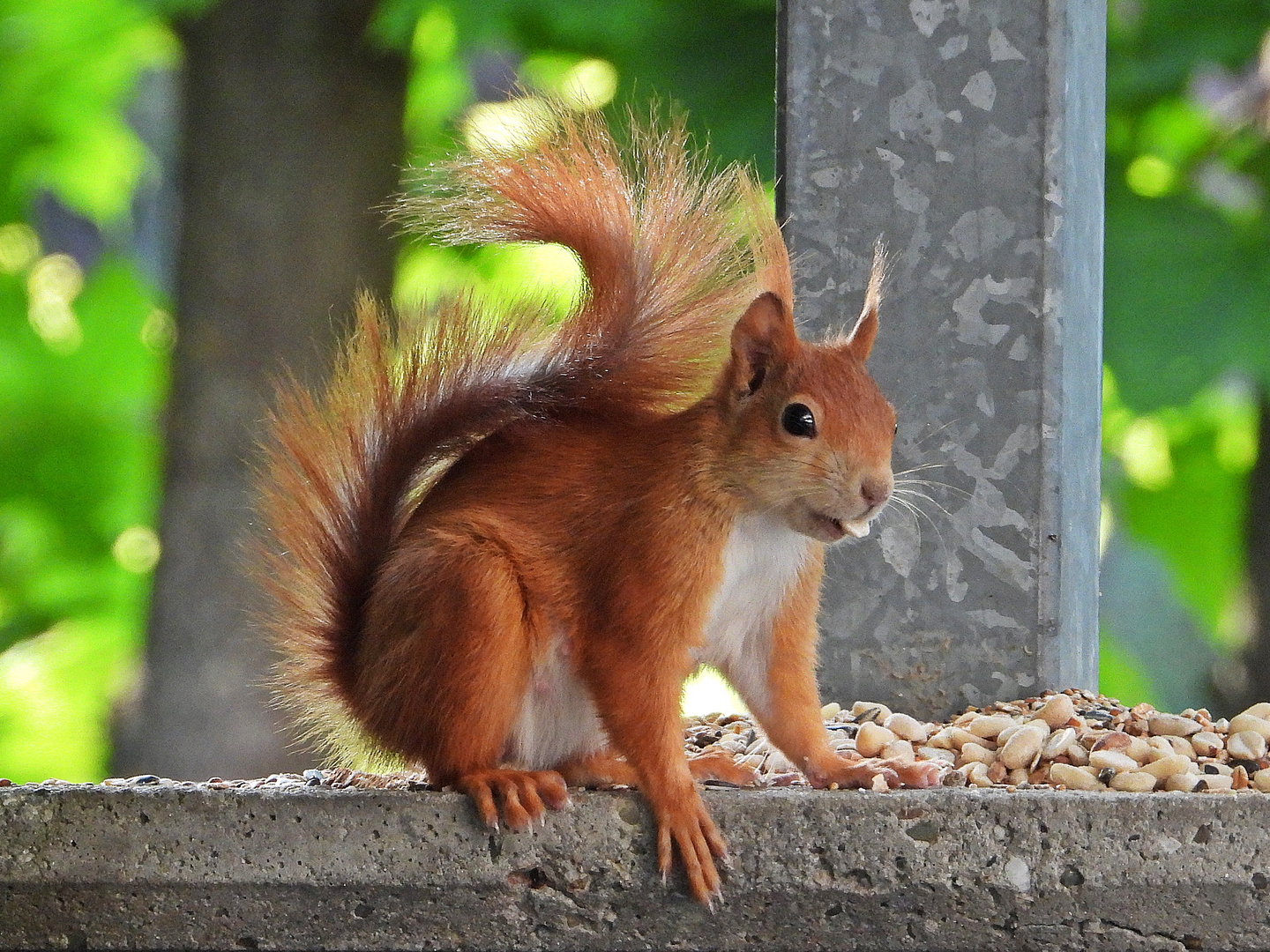 Eichhörnchen (27.05.2023)