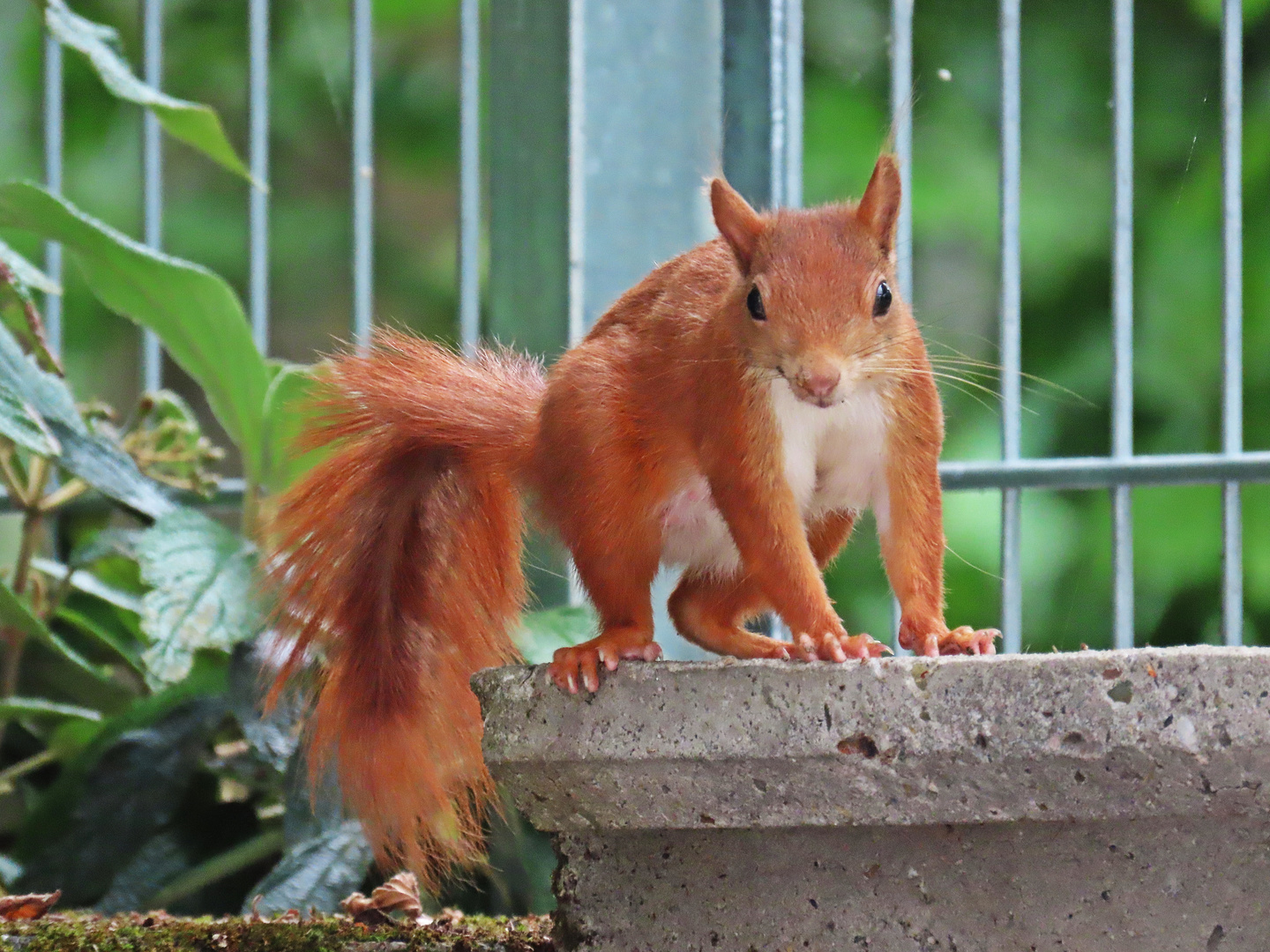 Eichhörnchen (27.06.2022)