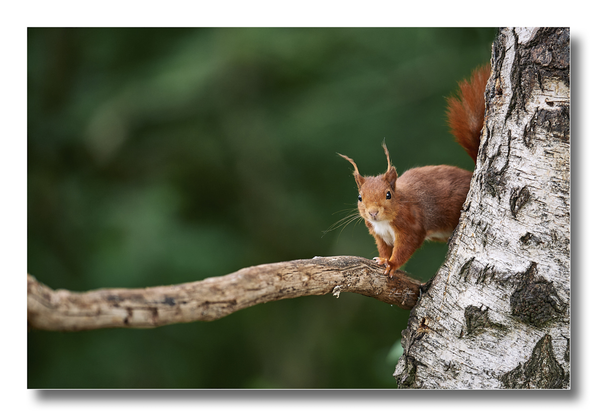 Eichhörnchen