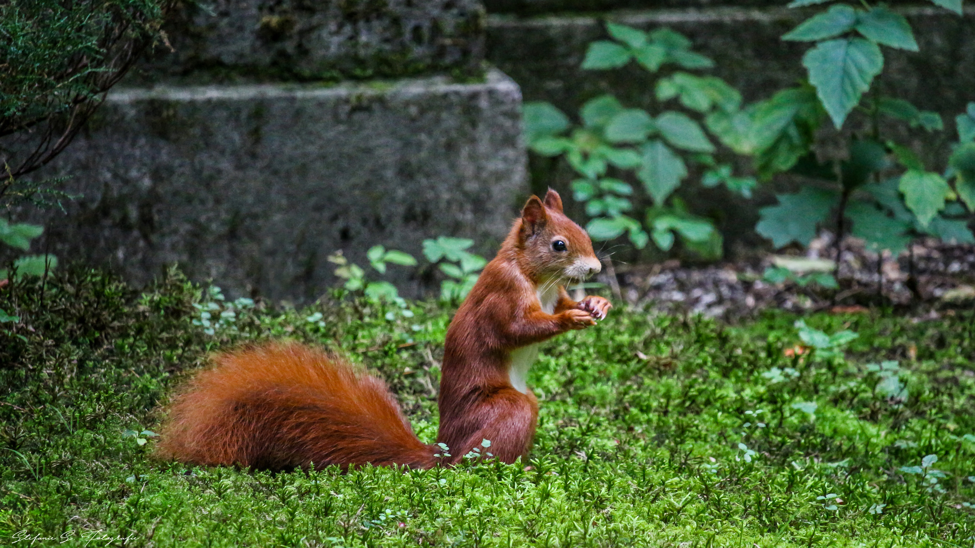 Eichhörnchen