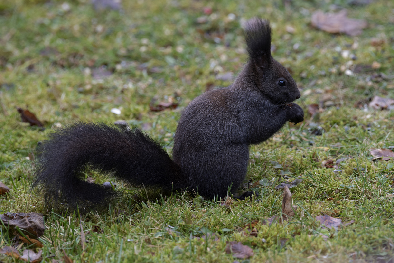 Eichhörnchen 