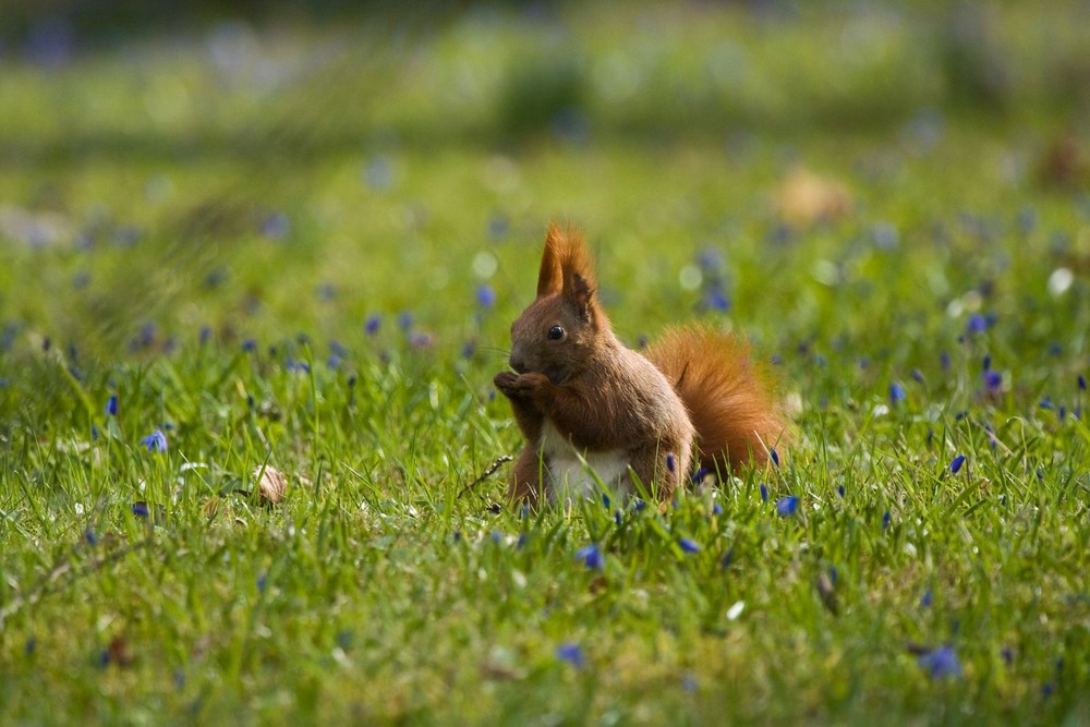 Eichhörnchen