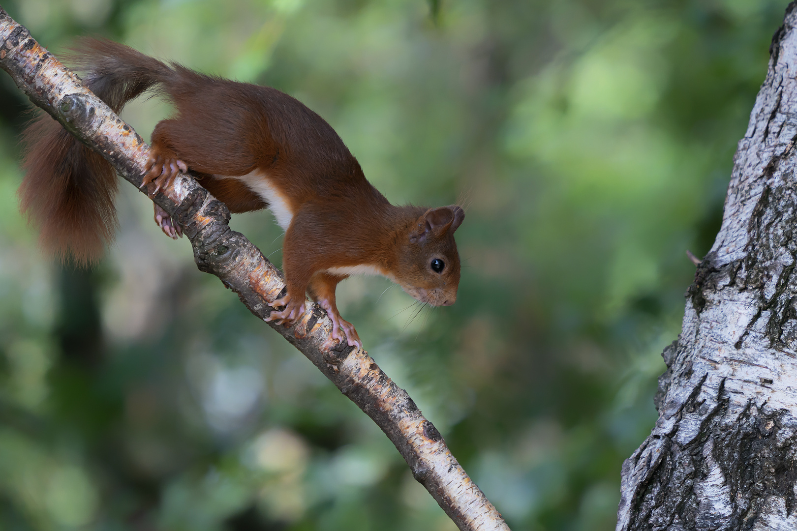 Eichhörnchen