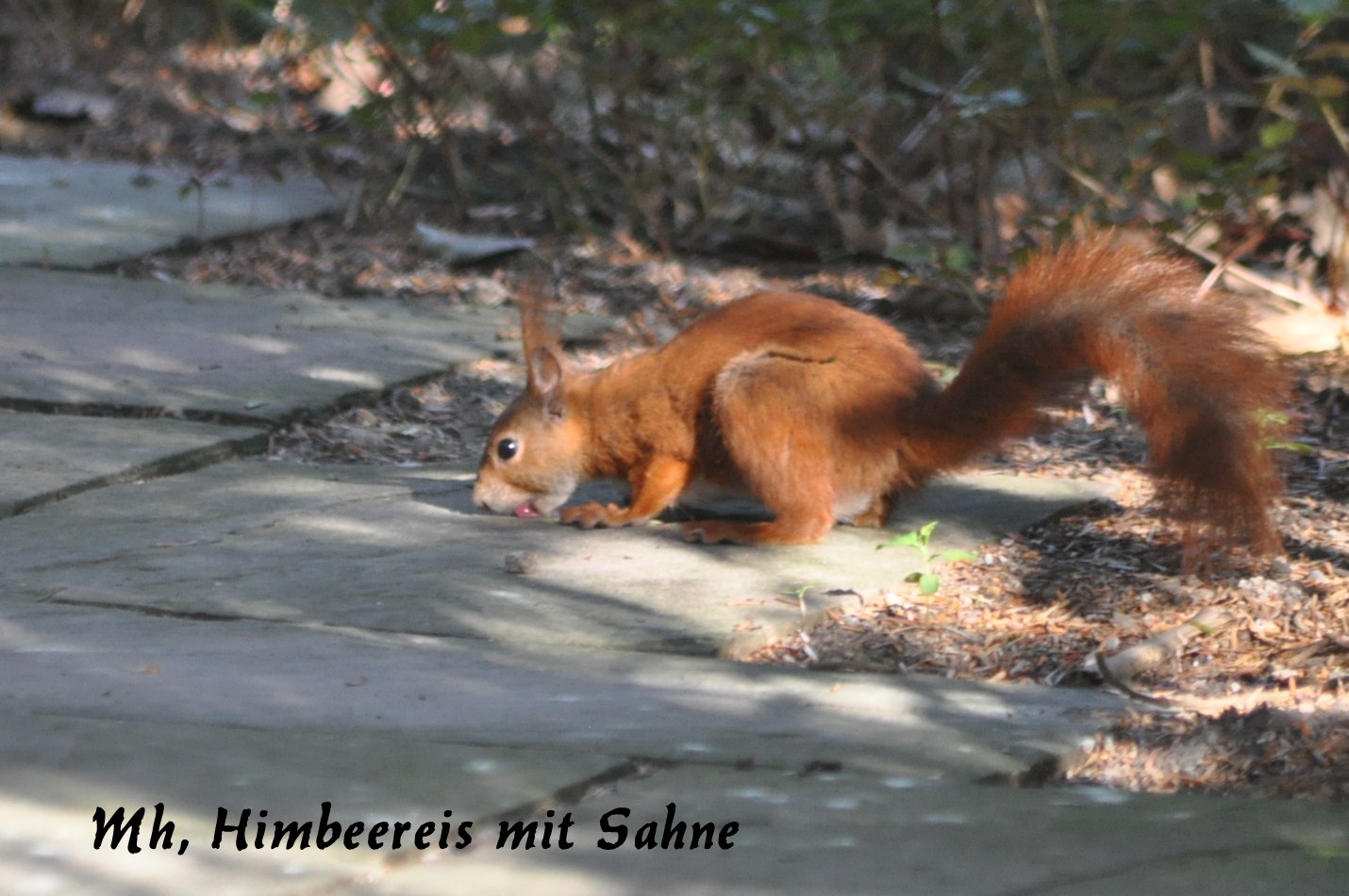 Eichhörnchen