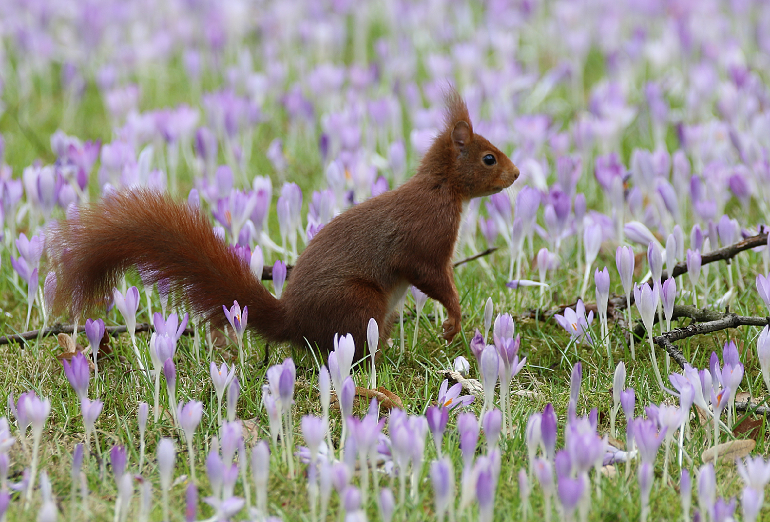 Eichhörnchen