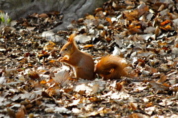 Eichhörnchen