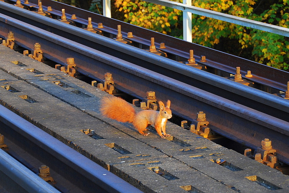 Eichhörnchen