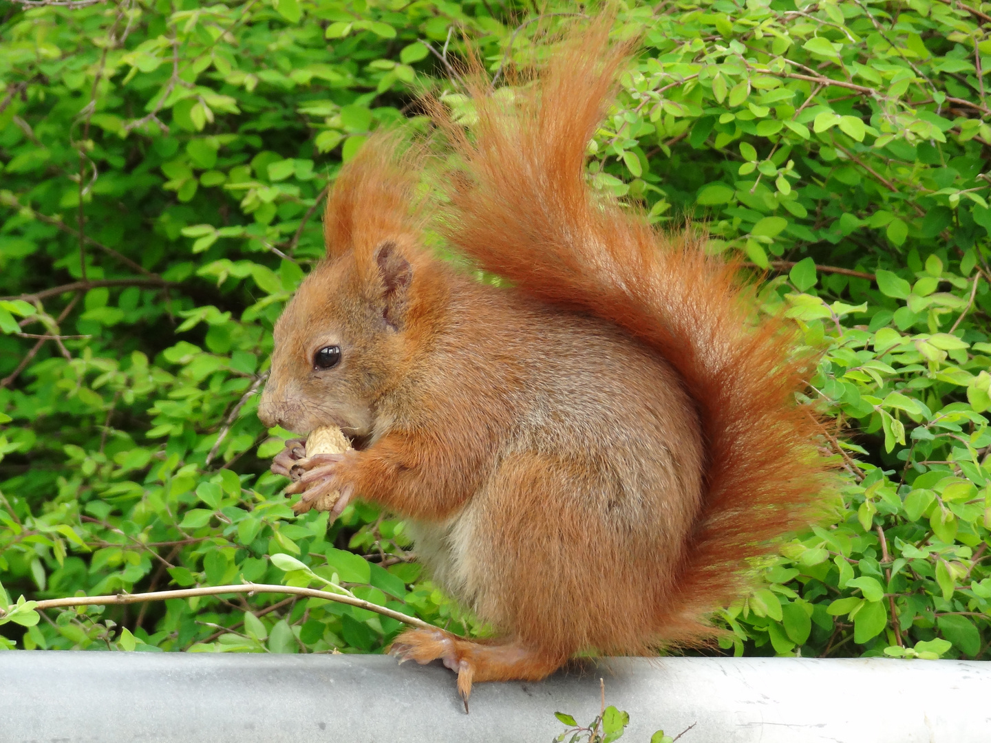 Eichhörnchen