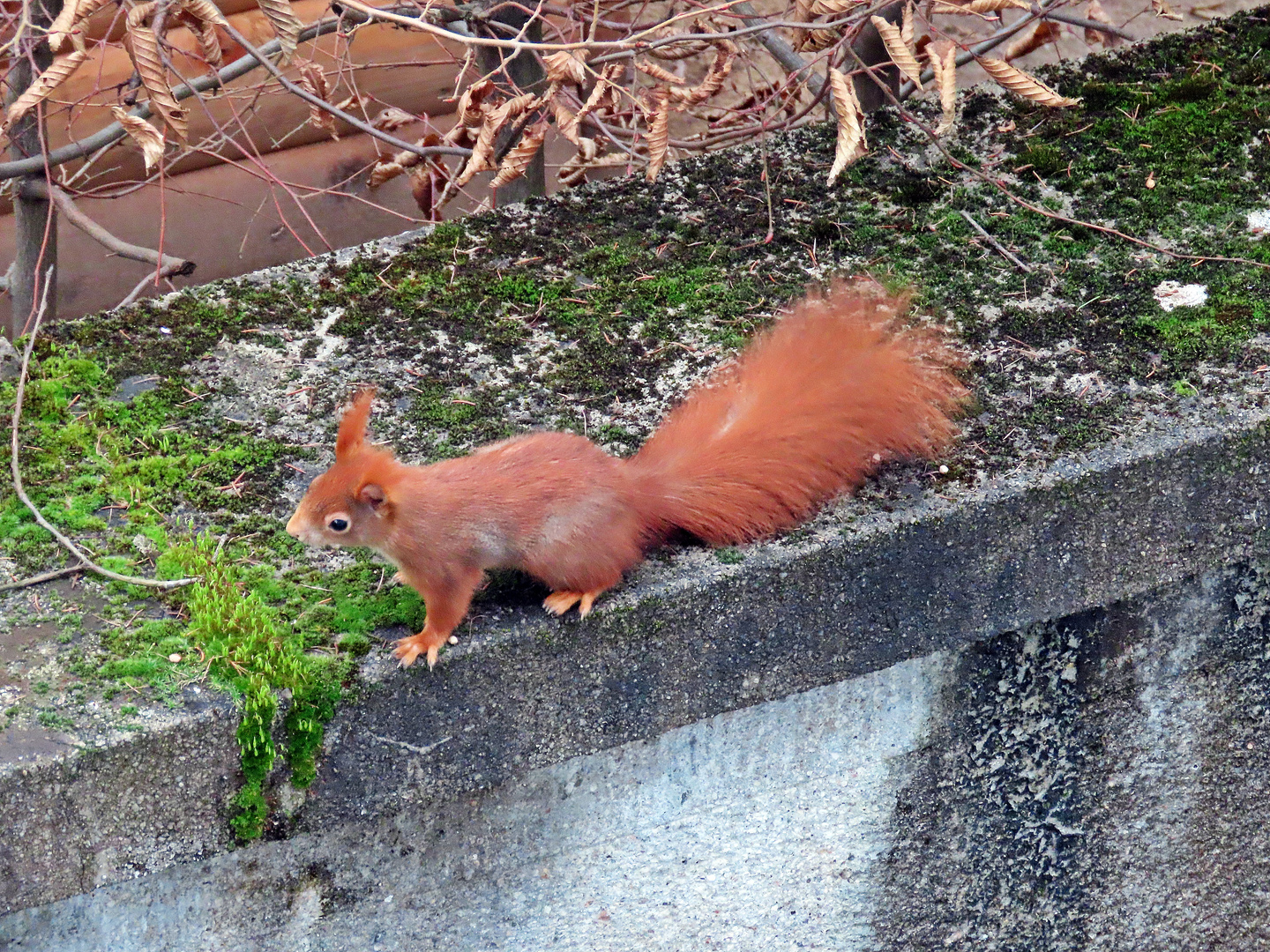 Eichhörnchen (29.01.2023) auf der Mauer