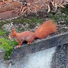 Eichhörnchen (29.01.2023) auf der Mauer