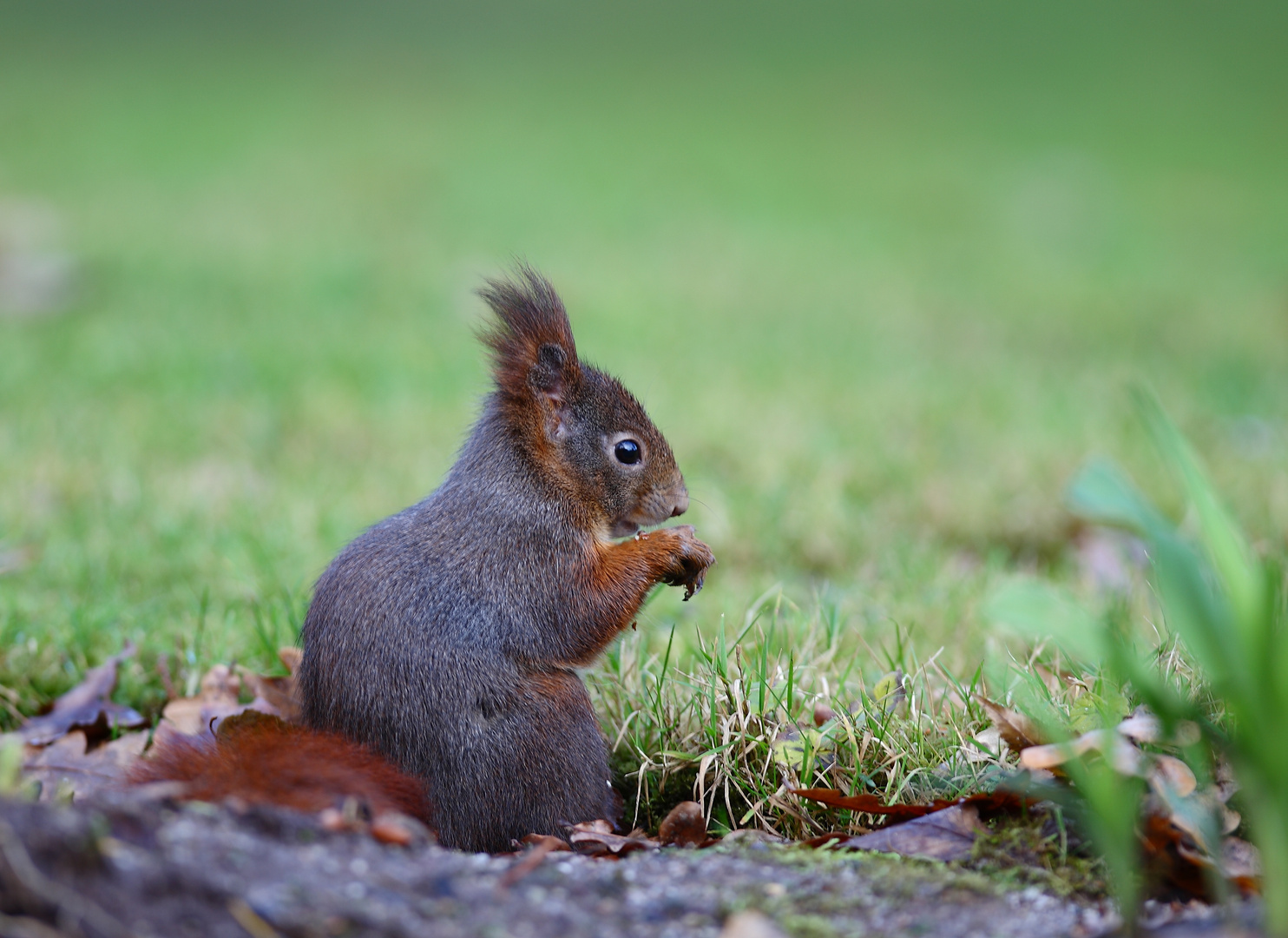 Eichhörnchen 29.12.13