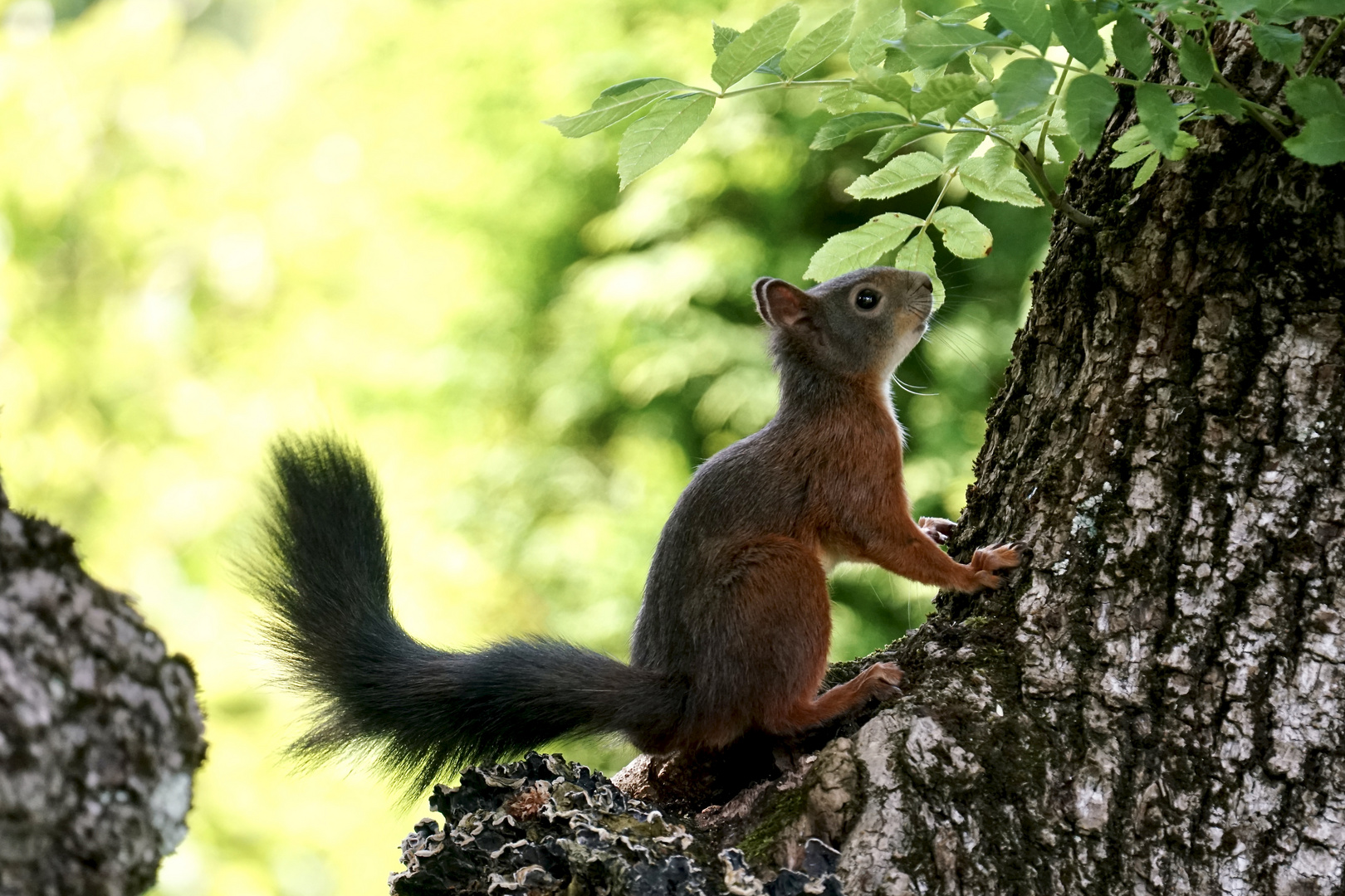 Eichhörnchen