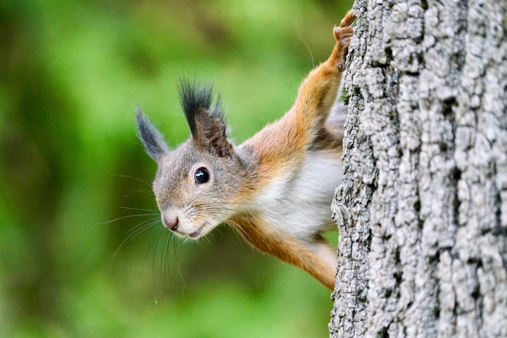 Eichhörnchen