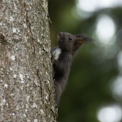 Eichhörnchen