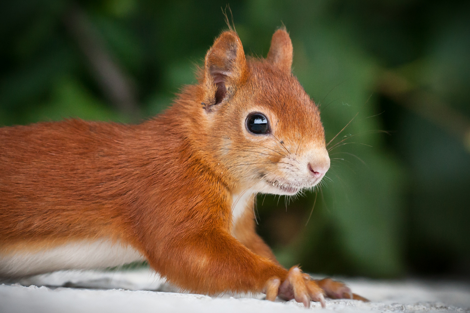 Eichhörnchen