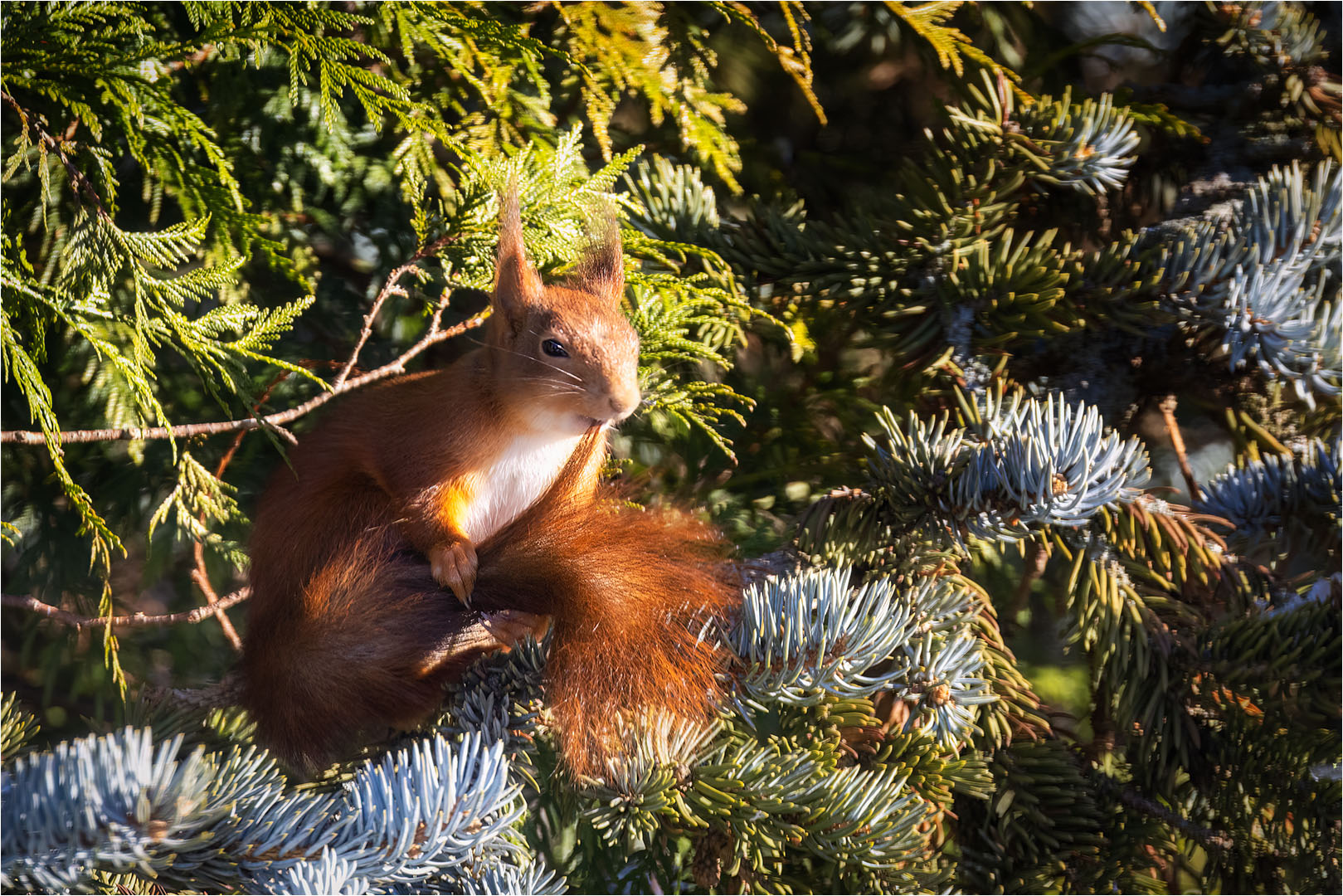 Eichhörnchen