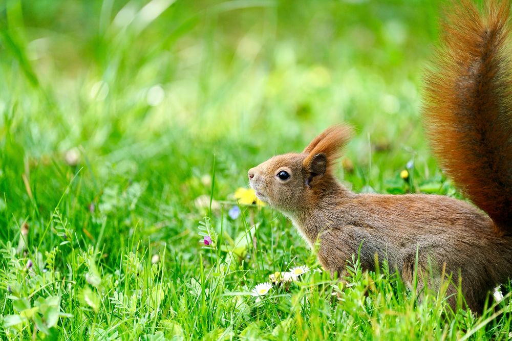 Eichhörnchen